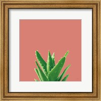 Framed Succulent Simplicity V Coral