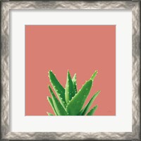 Framed Succulent Simplicity V Coral