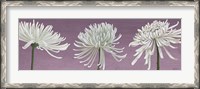 Framed Morning Chrysanthemums V Lavender