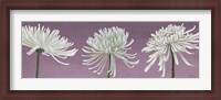 Framed Morning Chrysanthemums V Lavender