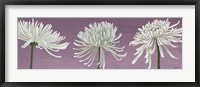 Framed Morning Chrysanthemums V Lavender