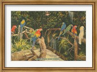 Framed Florida Postcard II