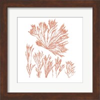 Framed Pacific Sea Mosses XXI Red Sq