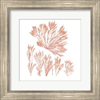 Framed Pacific Sea Mosses XXI Red Sq