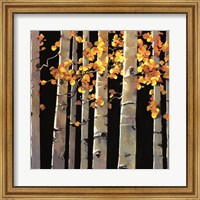 Framed Aspen Grove