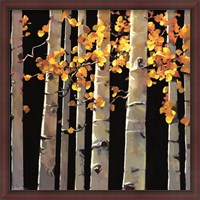 Framed Aspen Grove