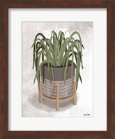 Framed Spider Plant