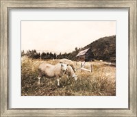 Framed Sheep in the Meadow
