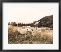 Framed Sheep in the Meadow