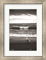 Framed Seagull II