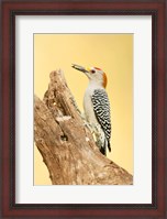 Framed Golden-Fronted Woodpecker Eating A Seed, Linn, Texas