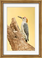 Framed Golden-Fronted Woodpecker Eating A Seed, Linn, Texas