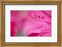 Framed Pink Mum 1