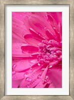 Framed Pink Mum 2