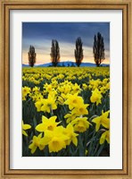 Framed Fields Of Yellow Daffodils In Late March, Skagit Valley, Washington State