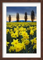Framed Fields Of Yellow Daffodils In Late March, Skagit Valley, Washington State