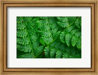 Framed Lady-Fern