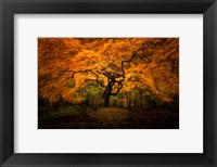 Framed Japanese Maple In Kubota Gardens Park