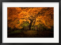 Framed Japanese Maple In Kubota Gardens Park