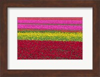 Framed Row Patterns Of Tulips