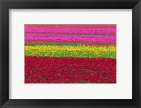 Framed Row Patterns Of Tulips