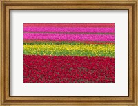 Framed Row Patterns Of Tulips