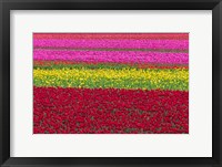 Framed Row Patterns Of Tulips