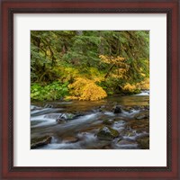 Framed Vine Maples And Sol Duc River In Autumn