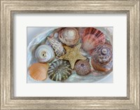 Framed Collection Of Pacific Northwest Seashells