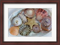 Framed Collection Of Pacific Northwest Seashells