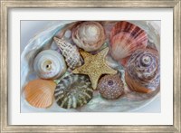 Framed Collection Of Pacific Northwest Seashells