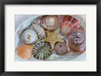 Framed Collection Of Pacific Northwest Seashells