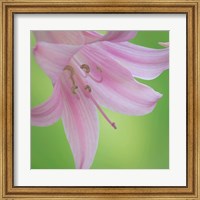 Framed Lily Blossoms Close-Up
