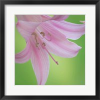 Framed Lily Blossoms Close-Up