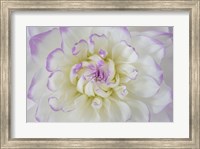 Framed Dahlia Blossom Close-Up