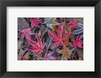 Framed Frosty Leaves In Autumn