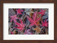 Framed Frosty Leaves In Autumn