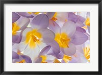 Framed Spring Crocus Flowers Close-Up
