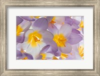 Framed Spring Crocus Flowers Close-Up