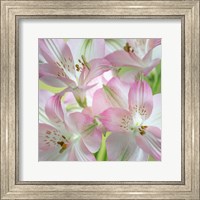 Framed Alstroemeria Blossoms Close-Up