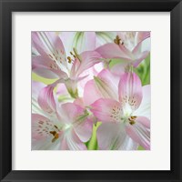 Framed Alstroemeria Blossoms Close-Up