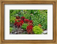 Framed Summer Flowers And Coleus Plants In Bronze And Reds, Sammamish, Washington State