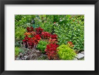 Framed Summer Flowers And Coleus Plants In Bronze And Reds, Sammamish, Washington State