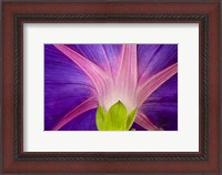 Framed Neon Colors Of Morning Glory