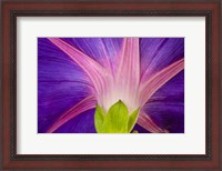 Framed Neon Colors Of Morning Glory
