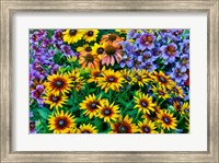 Framed Painted Tongue And Hirta Daisies In Tight Grouping