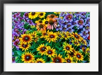 Framed Painted Tongue And Hirta Daisies In Tight Grouping