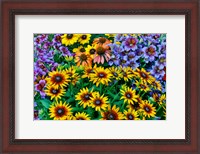 Framed Painted Tongue And Hirta Daisies In Tight Grouping