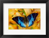 Framed Charaxes Smaragdalis Butterfly On Large Golden Cymbidium Orchid