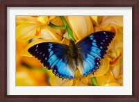 Framed Charaxes Smaragdalis Butterfly On Large Golden Cymbidium Orchid